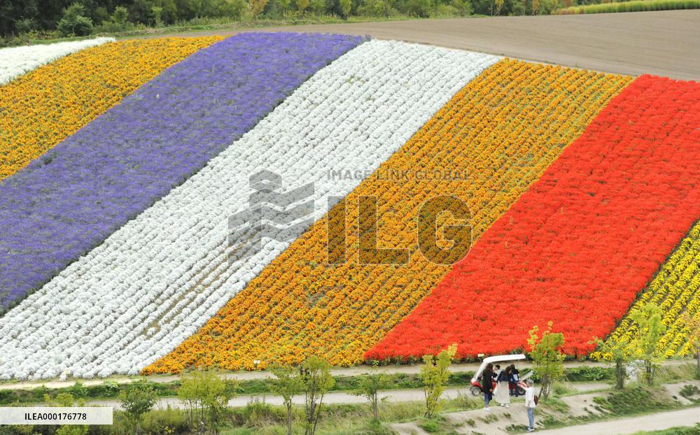 Flower garden in Hokkaido