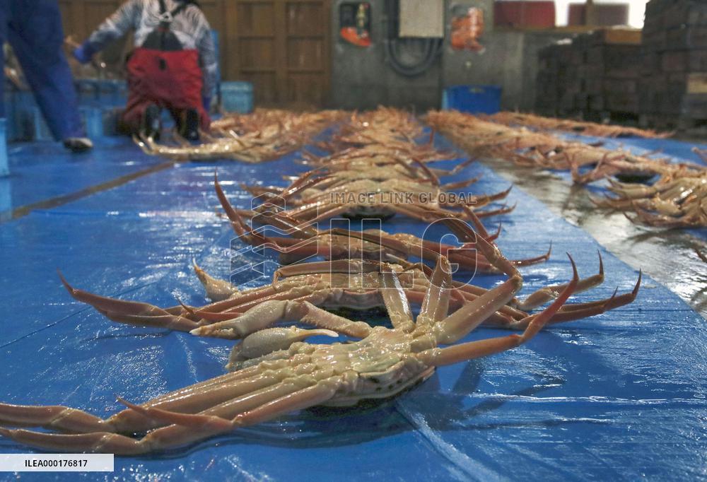 Snow crabs