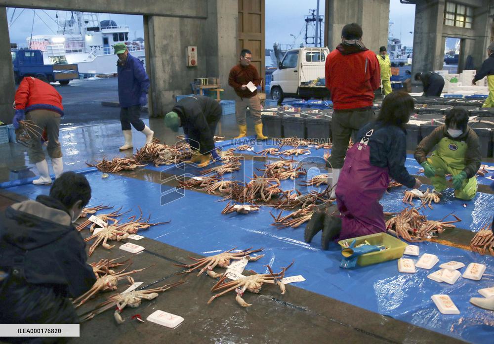 Snow crabs
