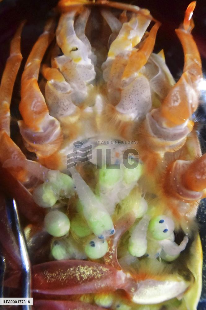 Deep sea shrimp at northeastern Japan aquarium