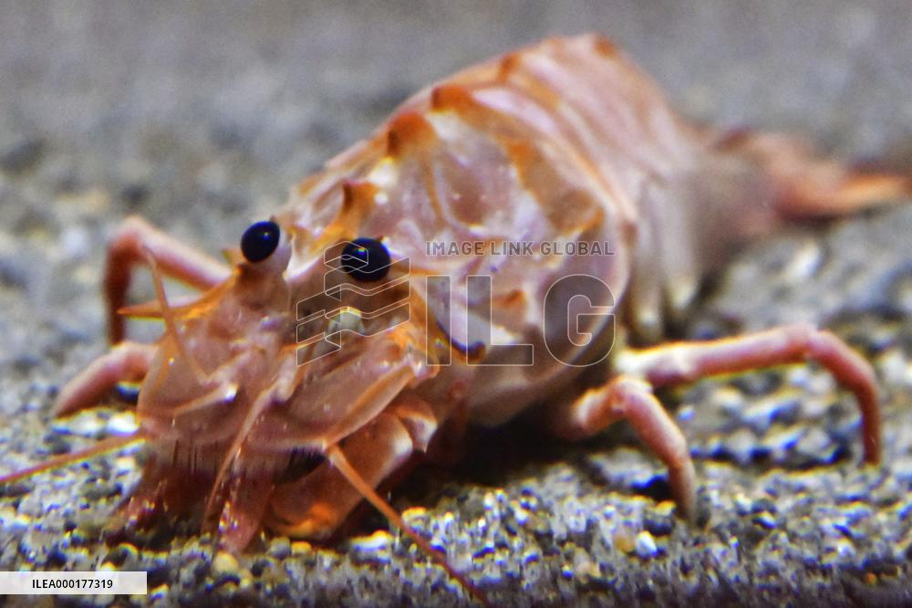 Deep-sea shrimp at northeastern Japan aquarium