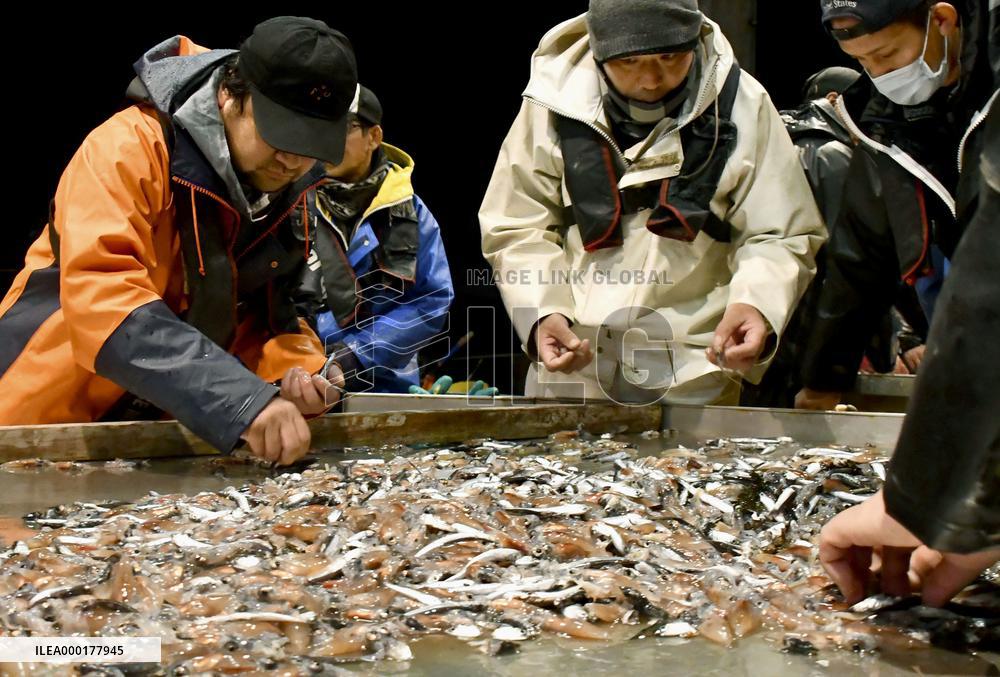 Fishing season for firefly squid starts