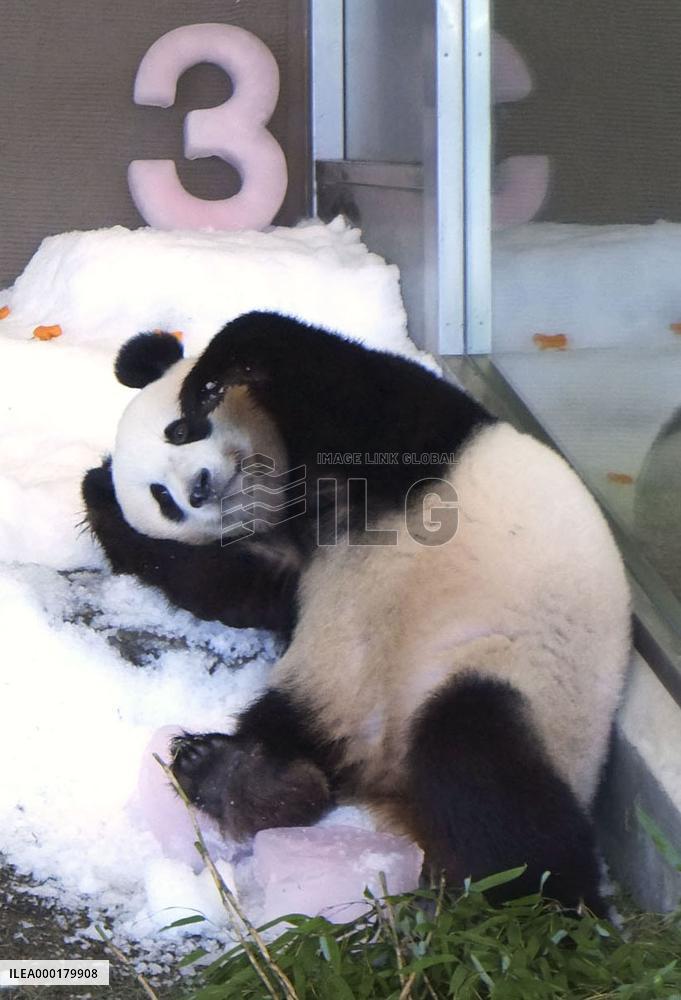 Panda at western Japan zoo