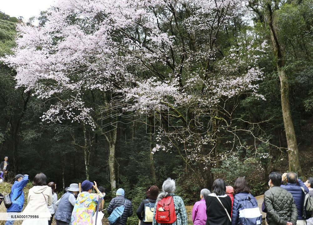Cherry blossoms in western Japan
