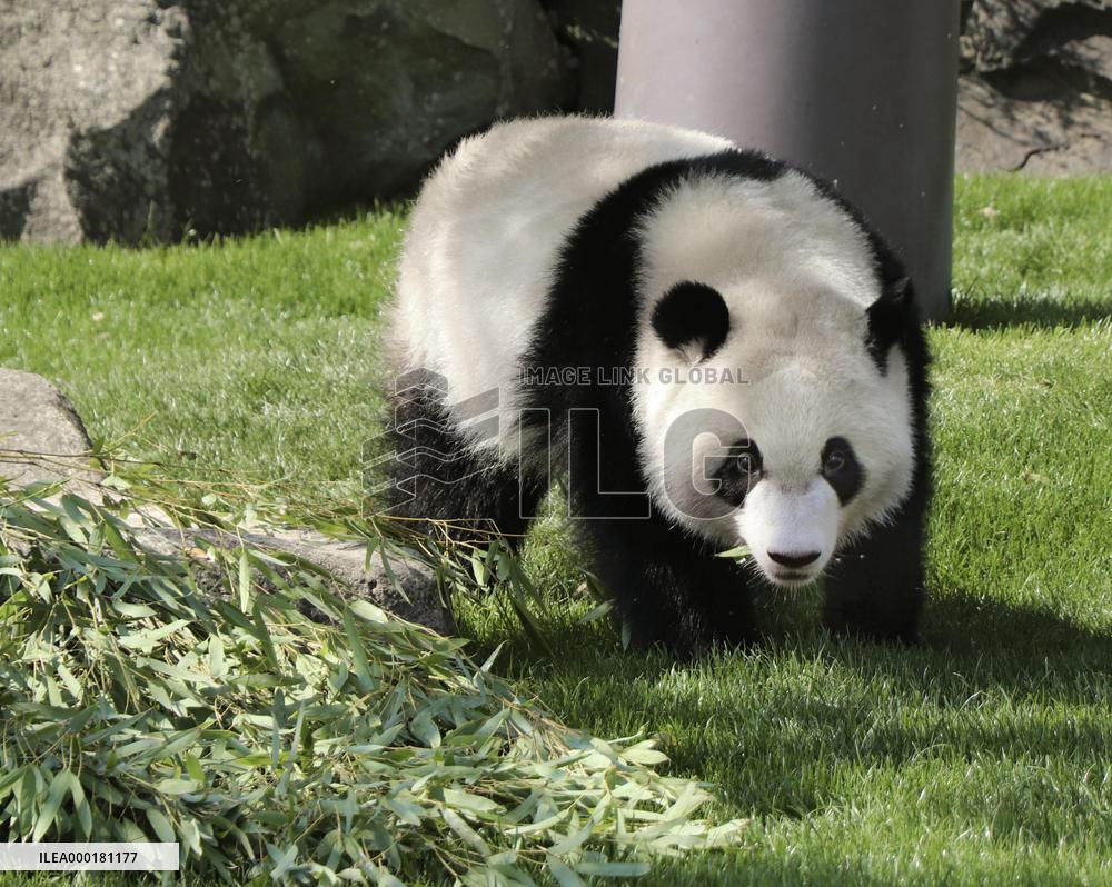 Panda at western Japan zoo
