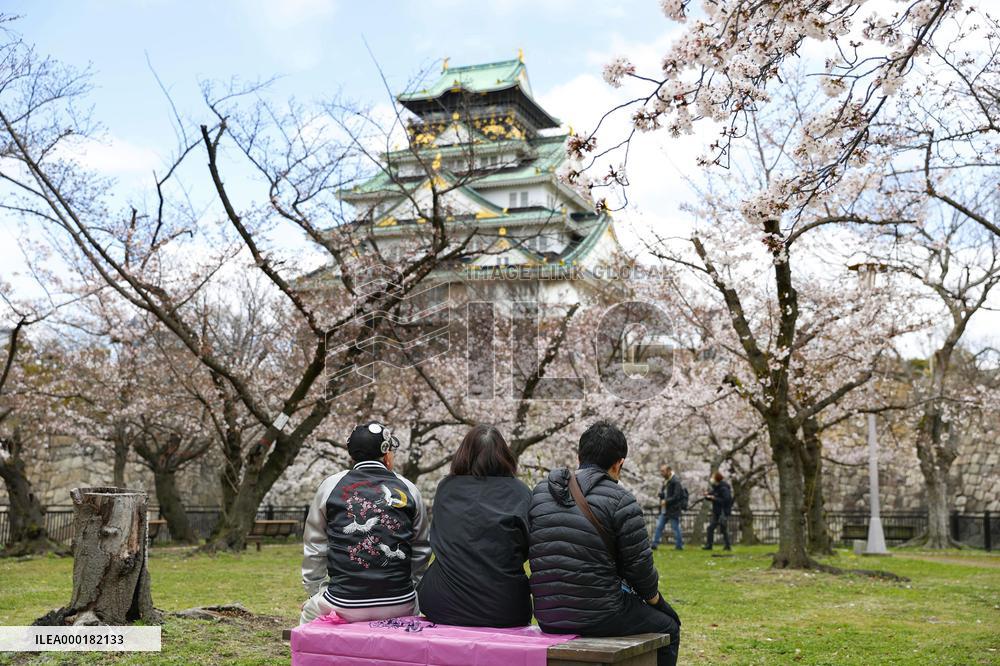 Cherry blossoms in Osaka