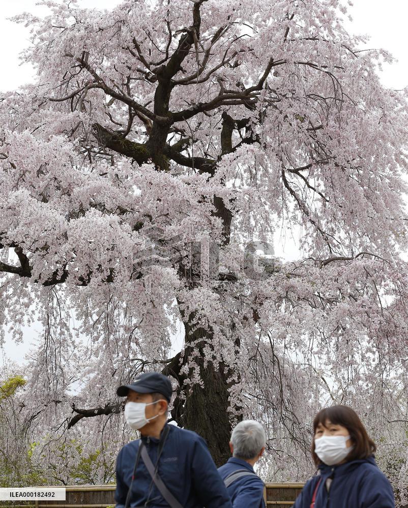 Cherry tree in Kyoto