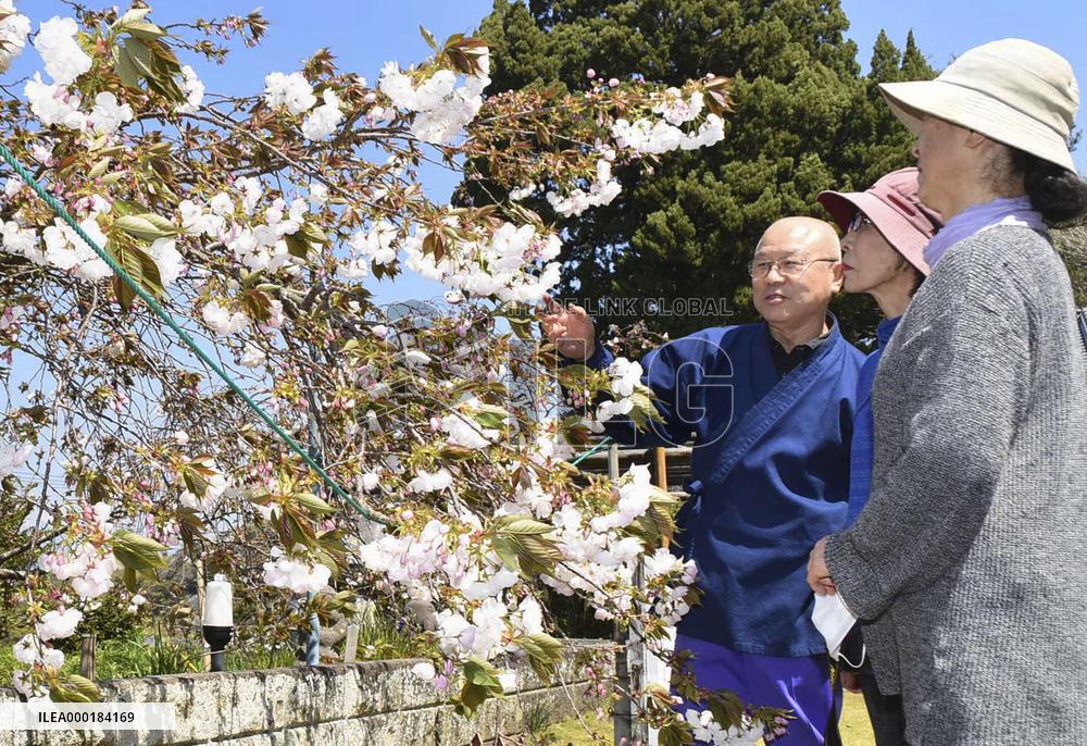 Weeping cherry trees at temple in central Japan
