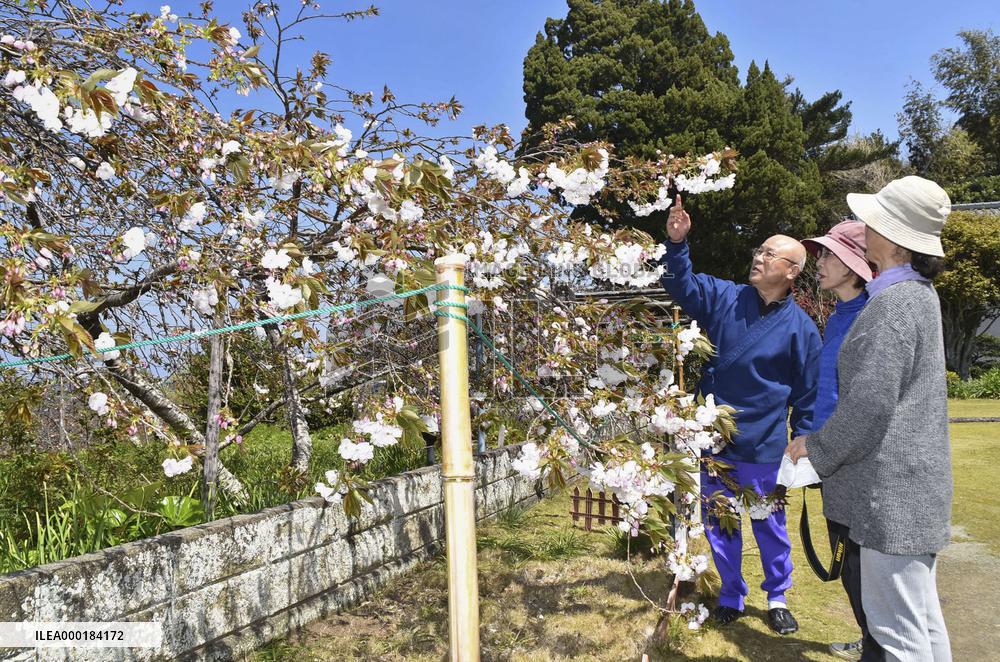 Weeping cherry trees at temple in central Japan