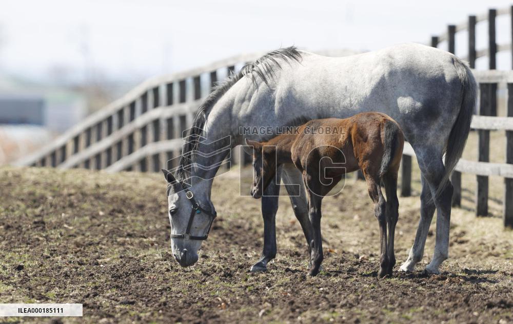 Newborn thoroughbred horse in Hokkaido