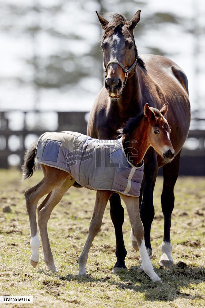 Newborn thoroughbred horse in Hokkaido