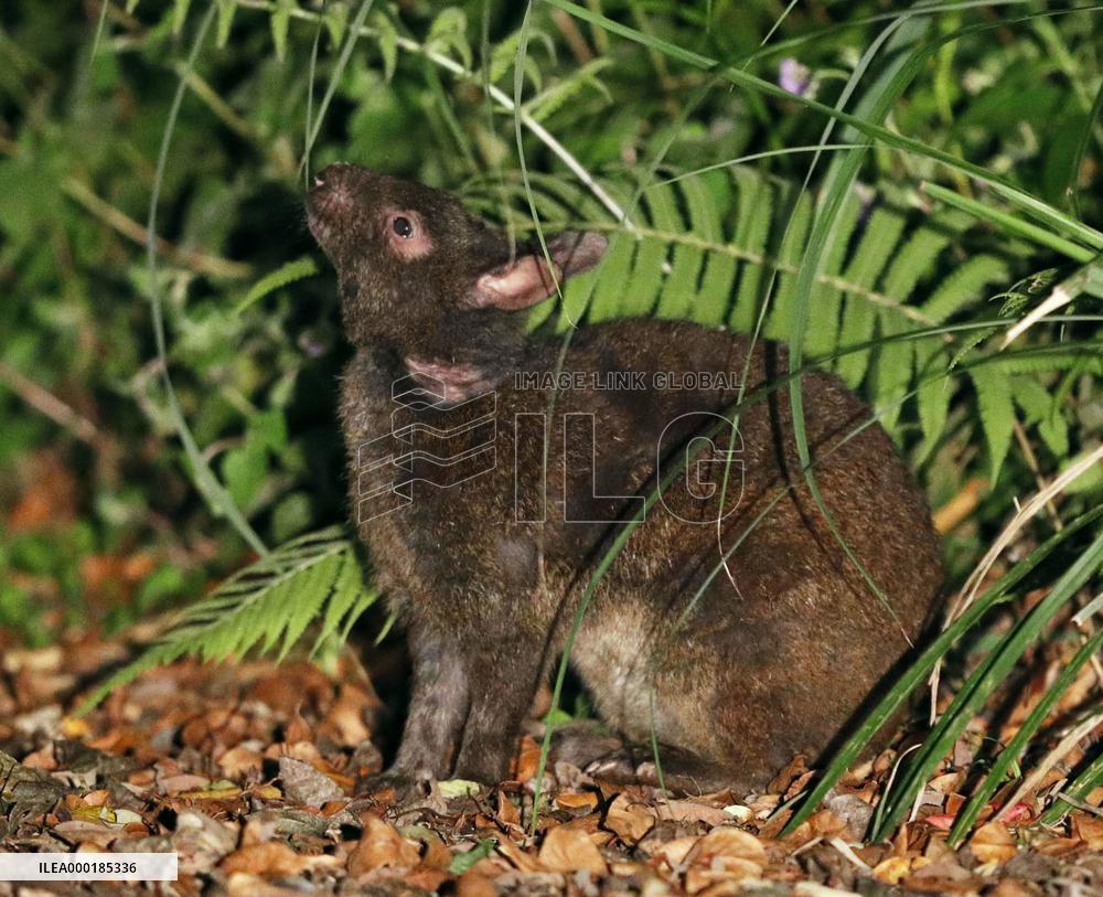 World Heritage Committee session postponed due to coronavirus