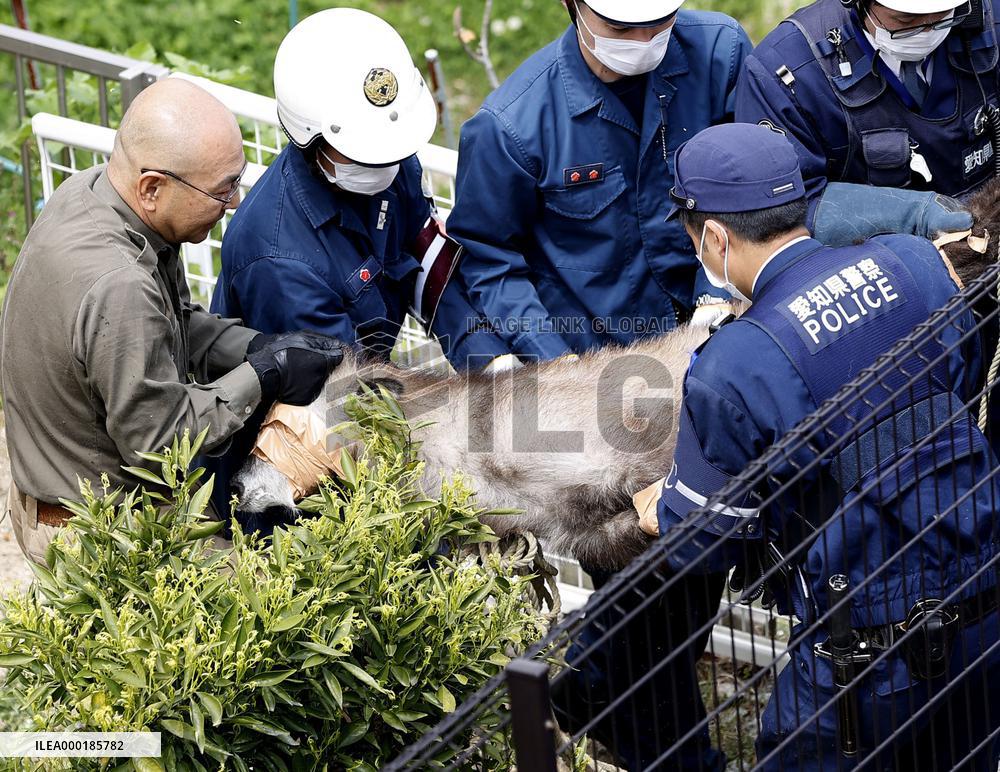 Japanese serow caught in residential area