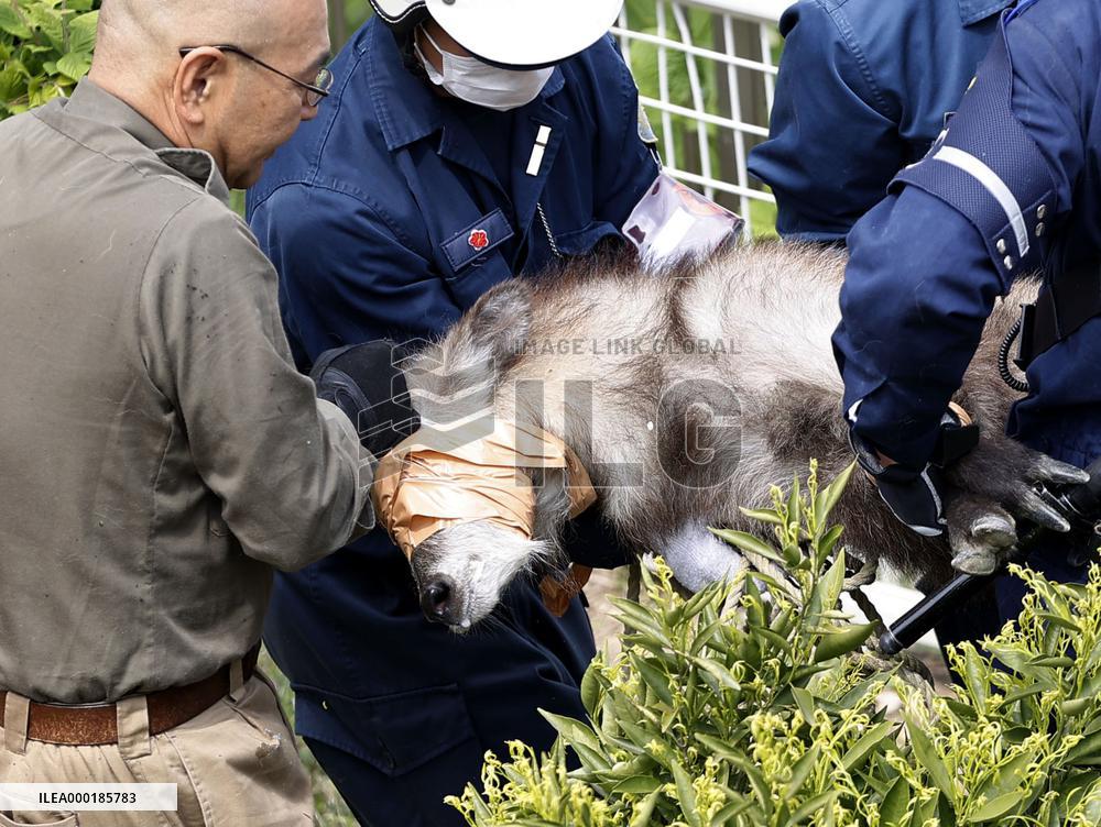 Japanese serow caught in residential area
