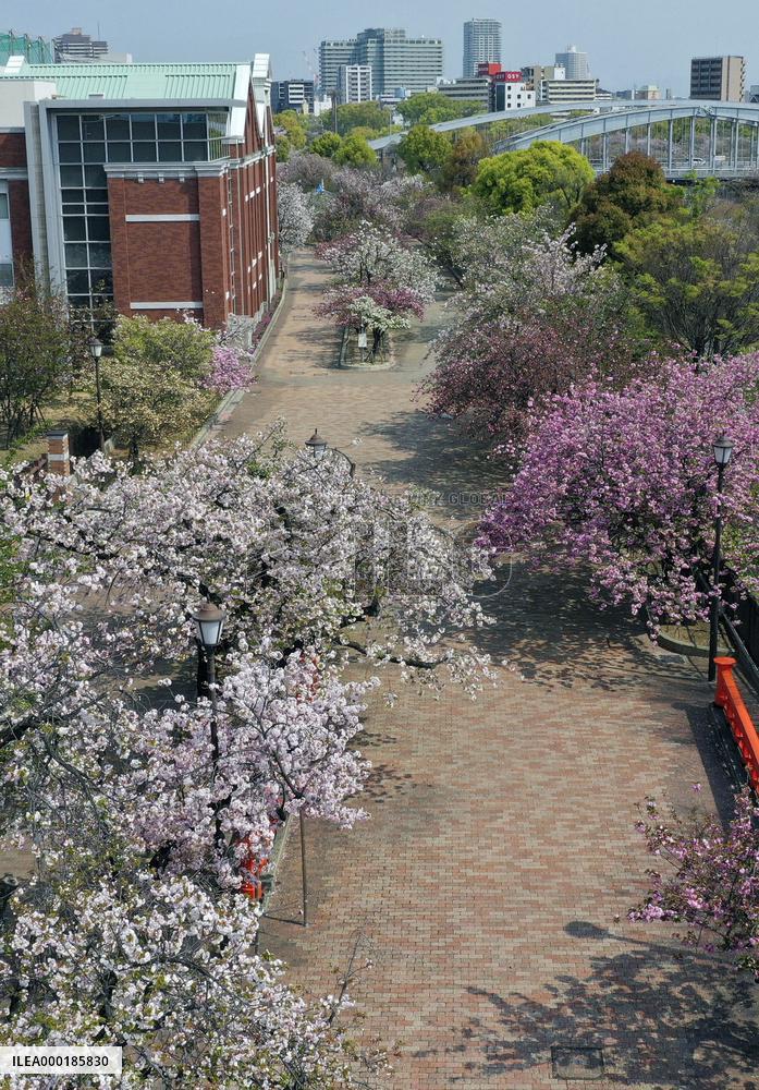 Cherry blossoms at Japan Mint head office