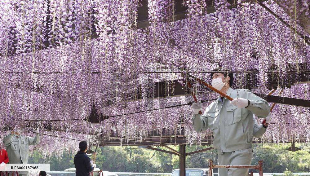 Flowers cut to prevent people from gathering