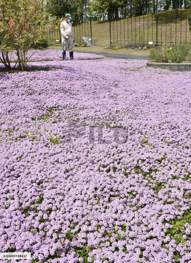 Flowers in full bloom at western Japan park