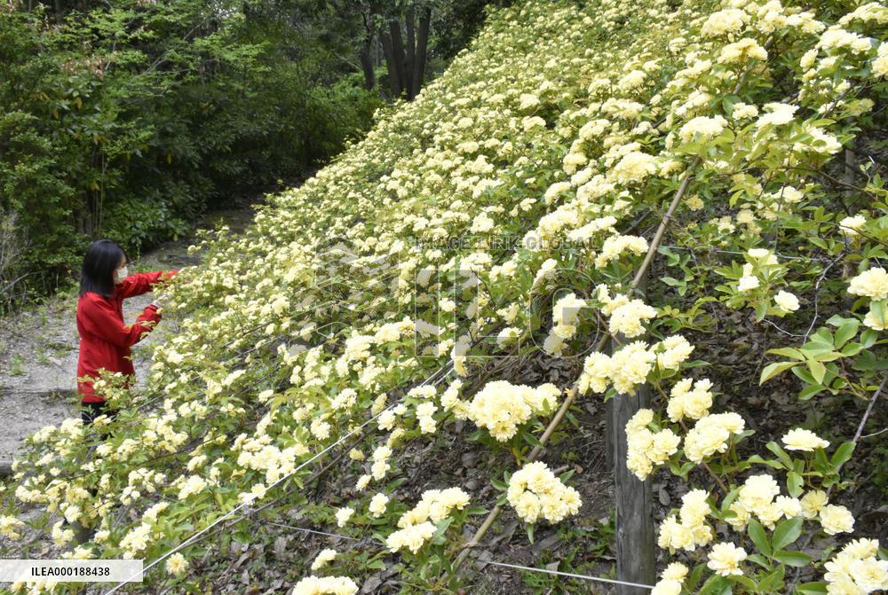 Flowers in full bloom at western Japan park