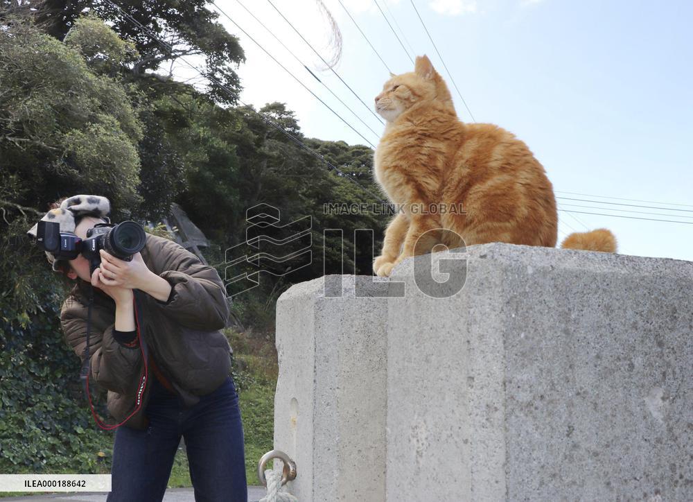 Cat island