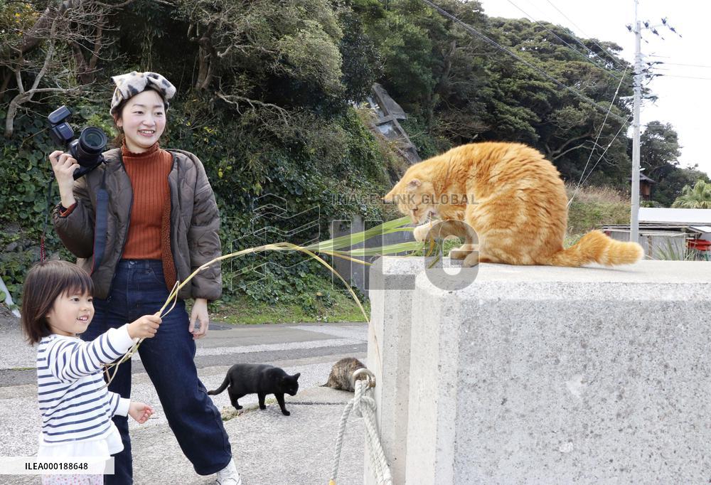 Cat island