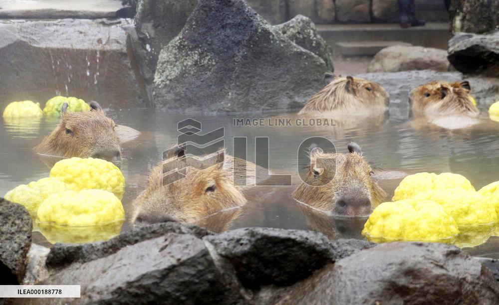 Capybaras at Japanese zoo