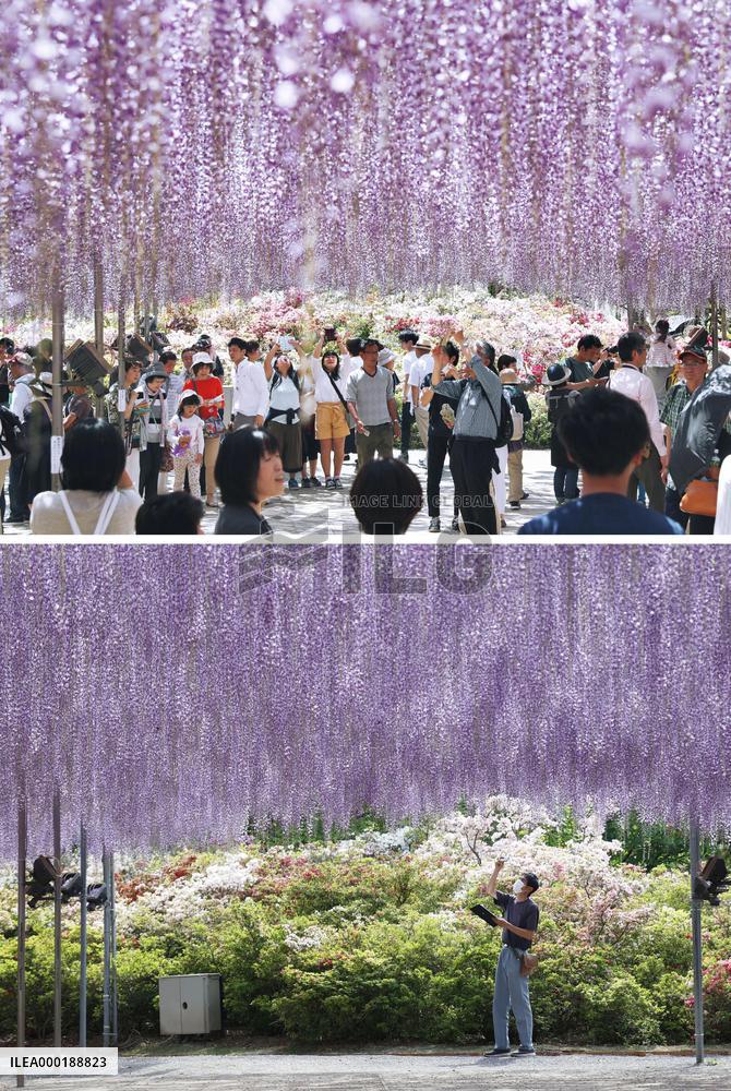 Wisteria flowers at Tochigi park