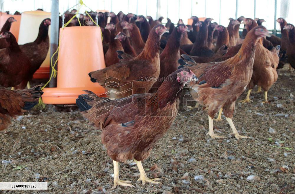 Hinai chicken brand in crisis