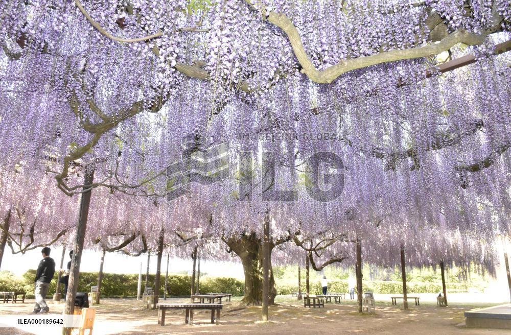 Wisteria flowers in Japan