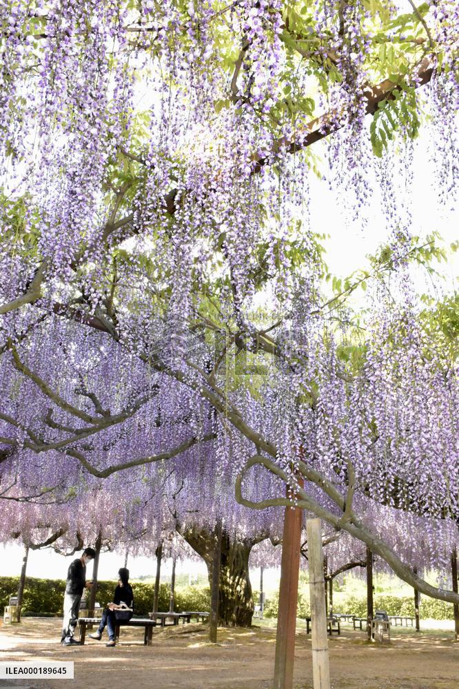 Wisteria flowers in Japan
