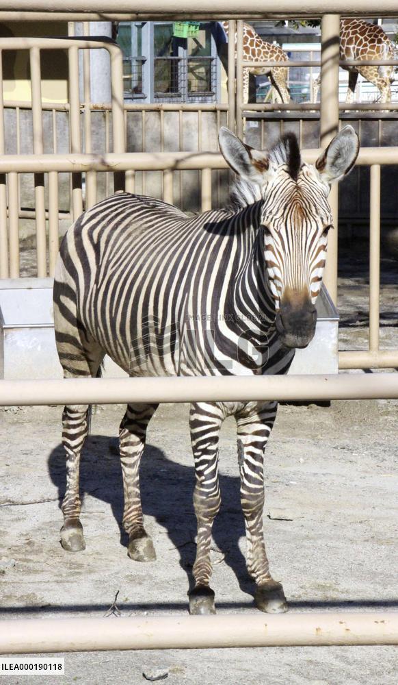 Zebra