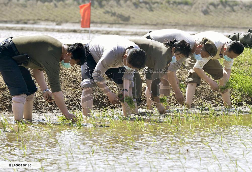 Rice planting in N. Korea