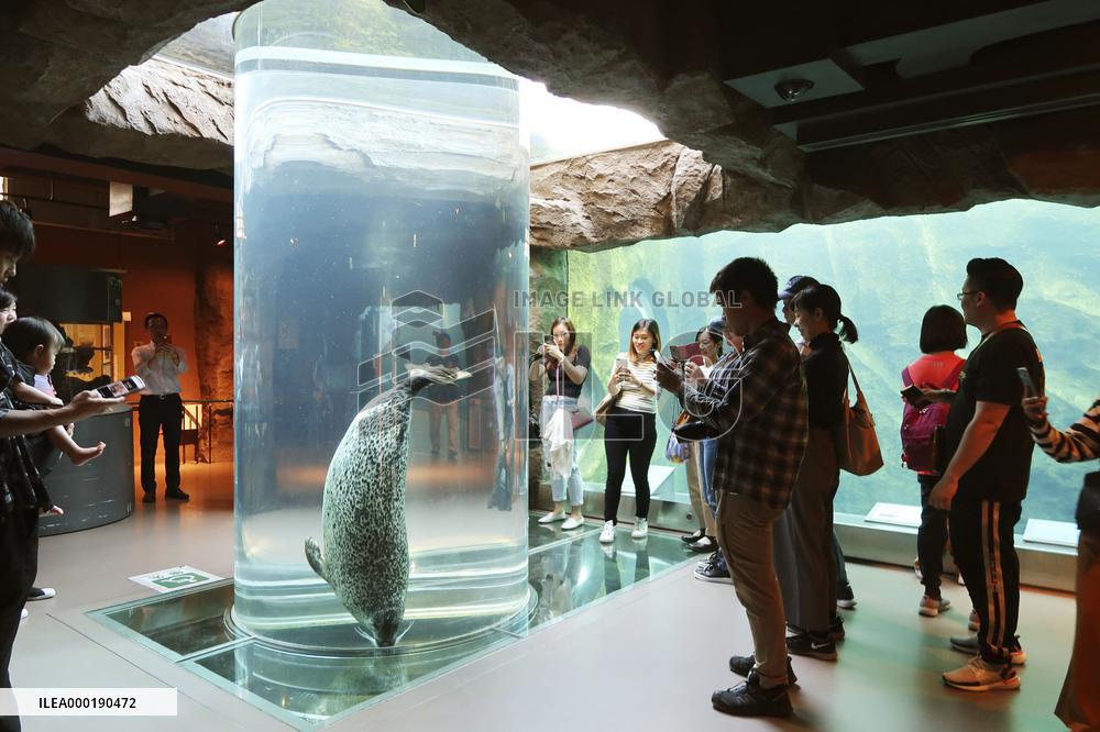 Seal at Japanese zoo