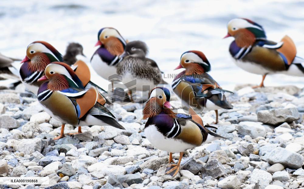 Mandarin ducks in Japan