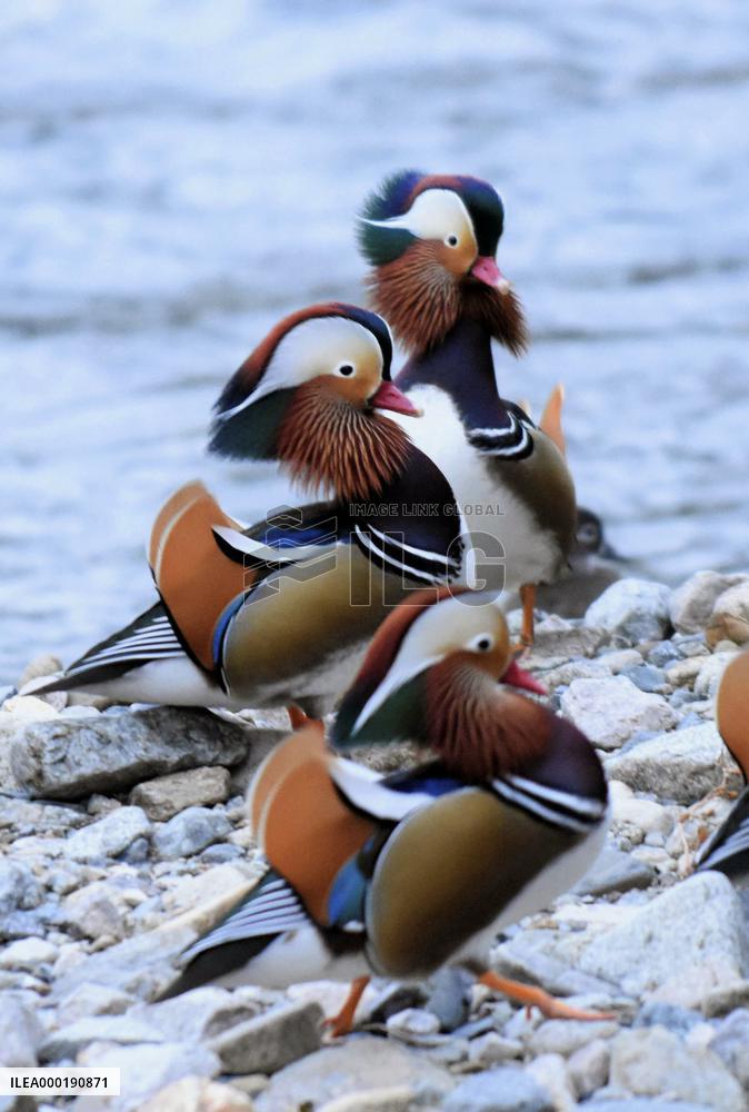 Mandarin ducks in Japan