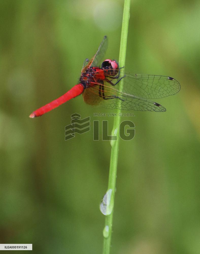 Smallest dragonfly in Japan
