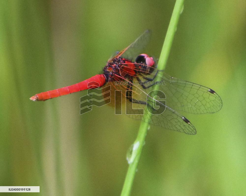 Smallest dragonfly in Japan