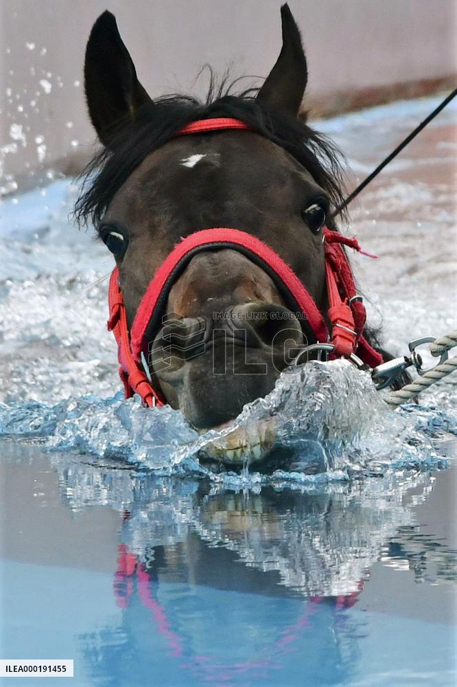 Racehorse at rehabilitation center