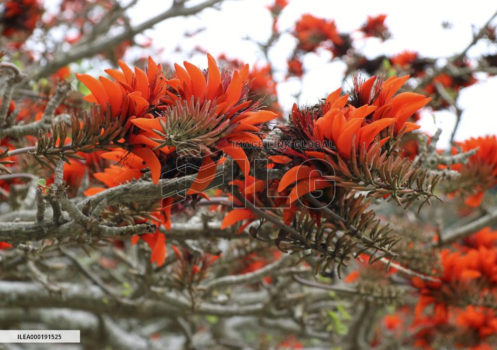 Coral trees in southwestern Japan