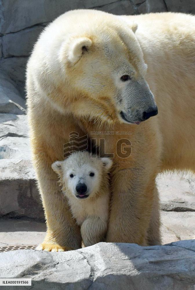 Polar bears in Japan zoo