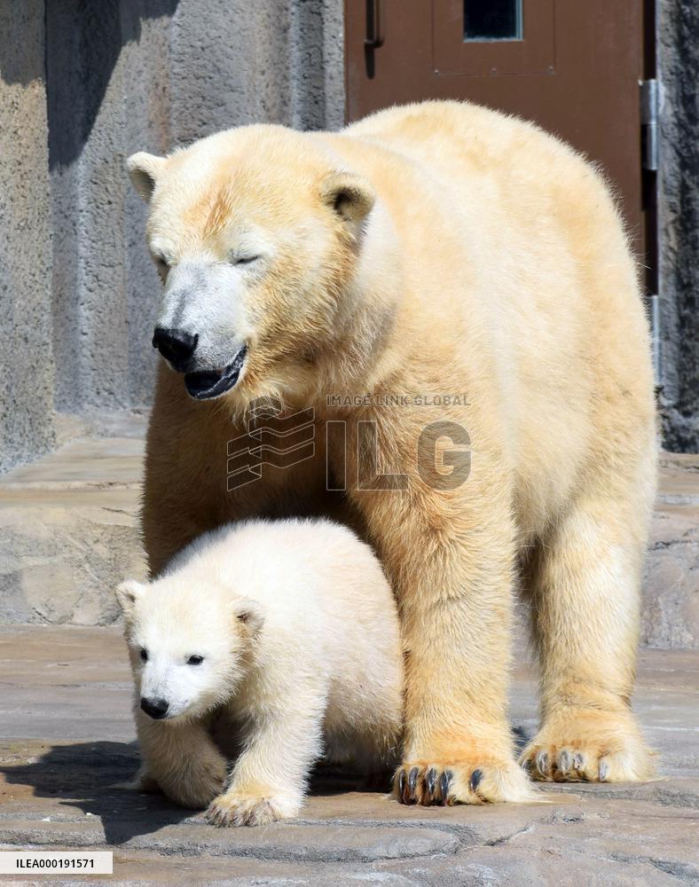 Polar bears in Japan zoo