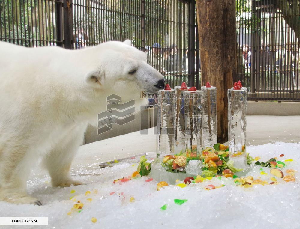 Polar bear in Japan zoo