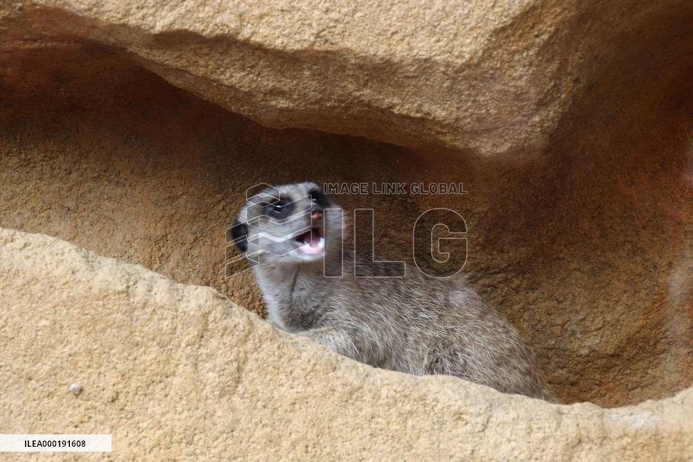 Meerkat