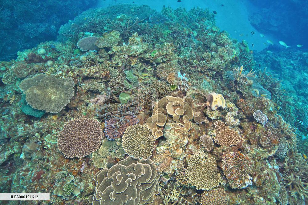 Corals in Japan