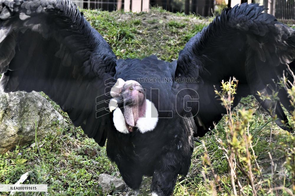 Andean condor