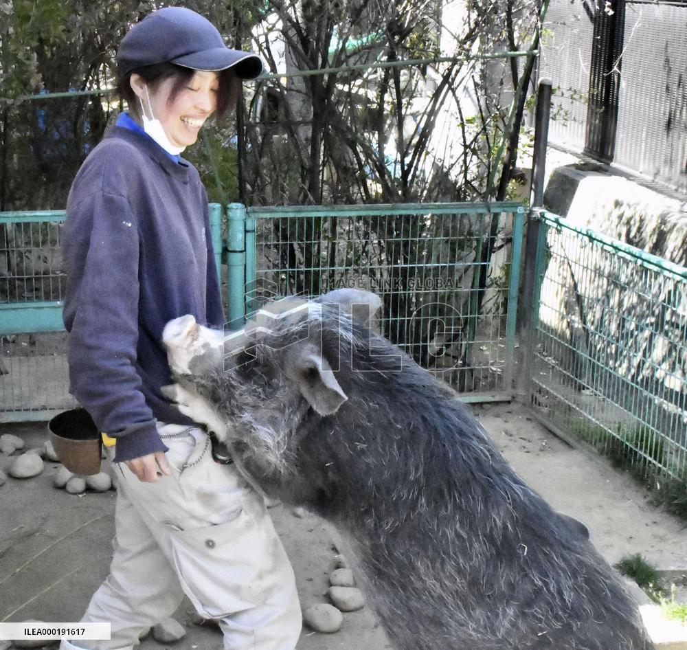 Mini pig