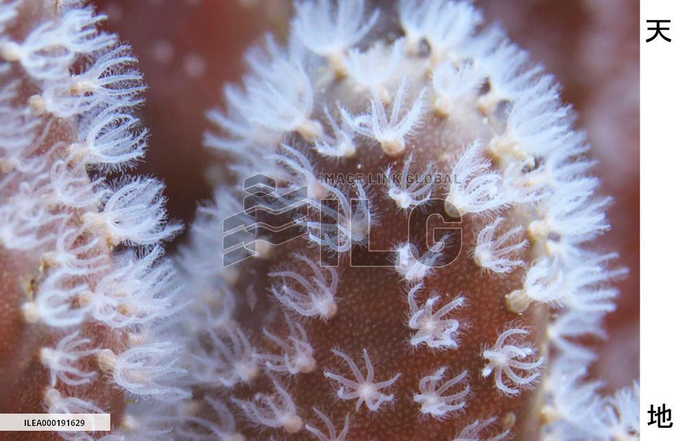 Corals in Japan