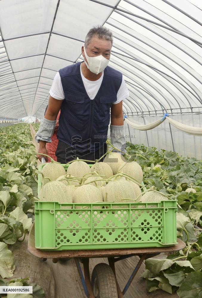 Harvest of luxury Yubari Melon