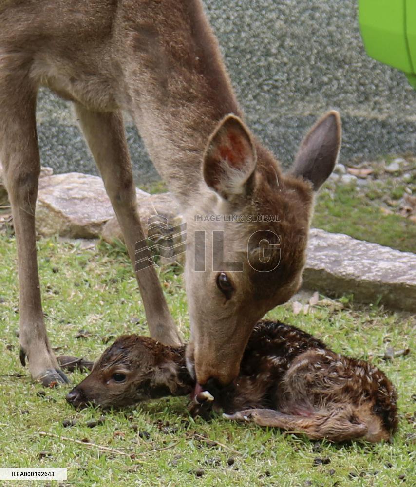 Deer in Nara, western Japan