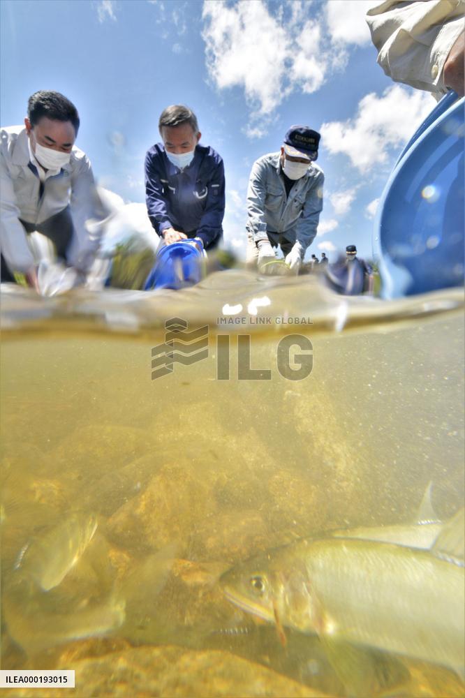 Sweetfish released into Fukushima river