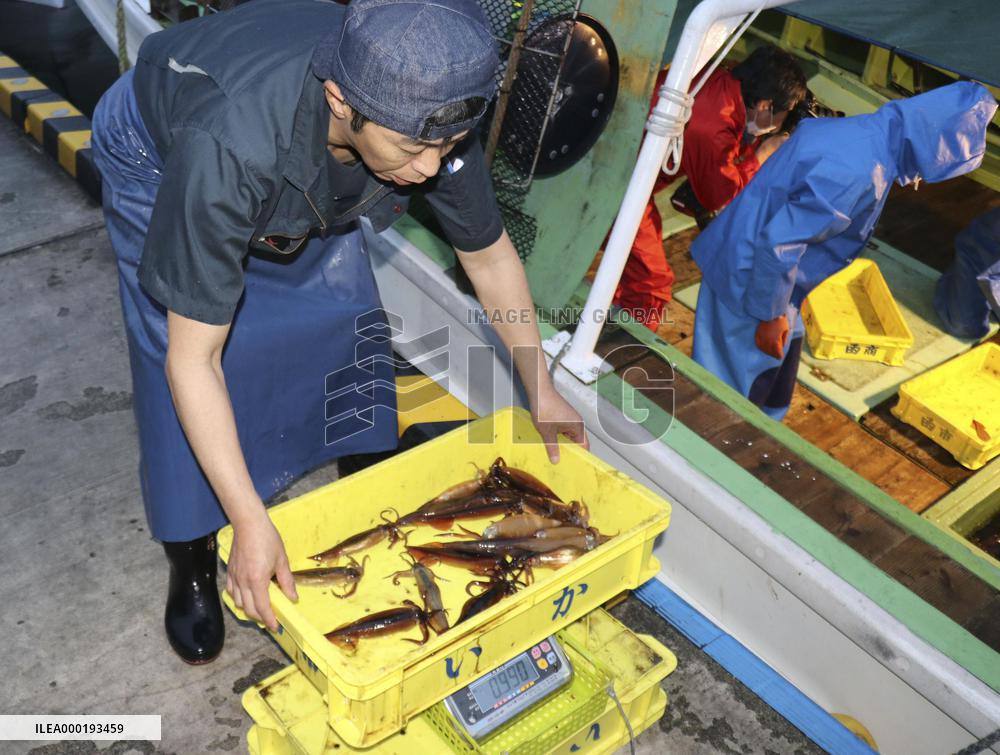 Fishing season for squid starts in northern Japan